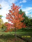 Liquidambar.JPG