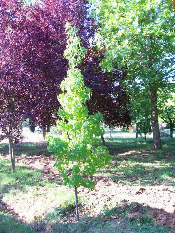 Liquidambar3.jpg