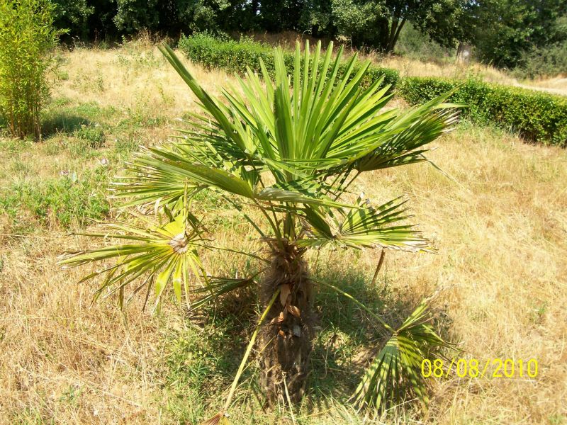 Palmera2.JPG